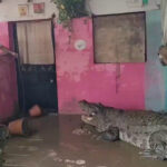 In India, a 15-Foot Crocodile Enters a Home Amidst Flooding and Torrential Rain