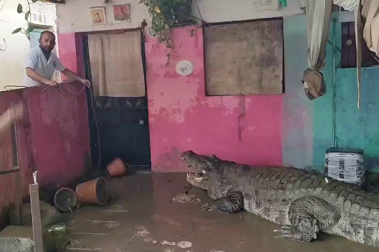 In India, a 15-Foot Crocodile Enters a Home Amidst Flooding and Torrential Rain