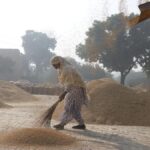 2025-12-15T102908Z_1132083015_RC2SUHAN7FAH_RTRMADP_3_INDIA-USA-RICE