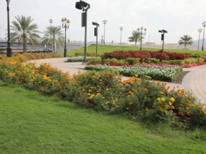 gulfnews_2026-02-08_djmgintj_dibba-1