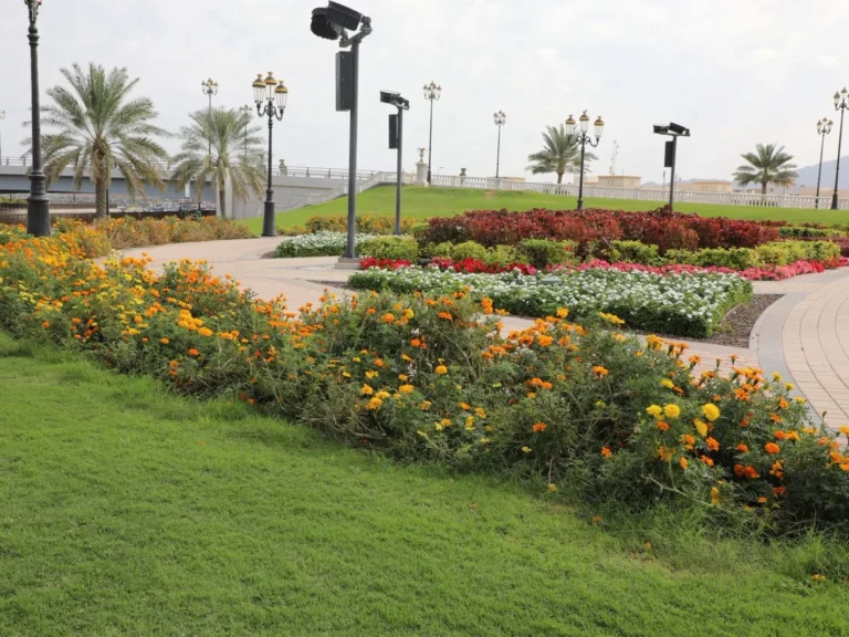 gulfnews_2026-02-08_djmgintj_dibba-1