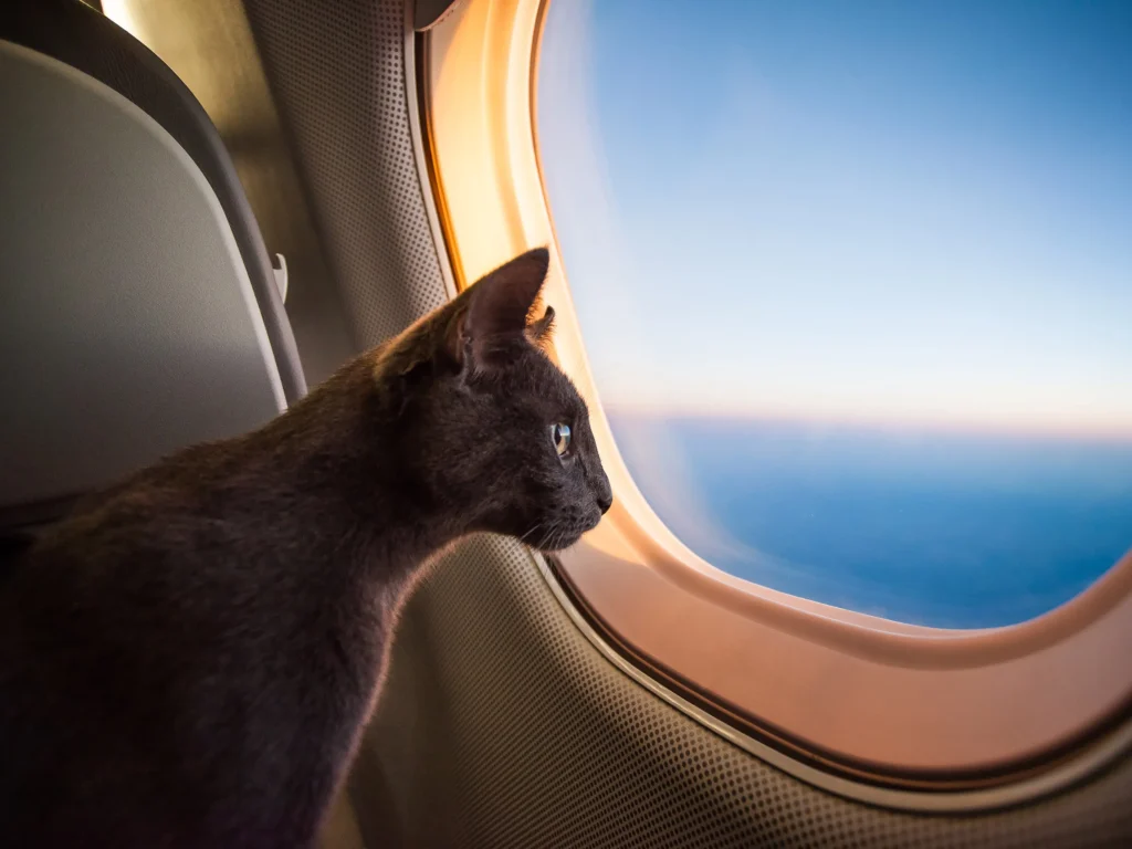 How to Prepare Your Cat for Travel