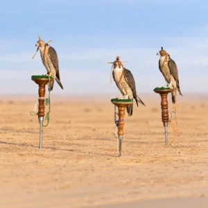 thumb-20261006_GC_EAD_Falconry-season-2026-2027_web-0-690-0-0