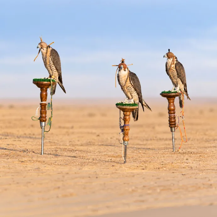 thumb-20261006_GC_EAD_Falconry-season-2026-2027_web-0-690-0-0